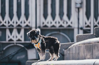 The cute dog Miniature Schnauzer in the park