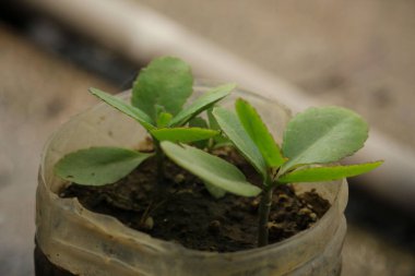 Patharkuchi ağaç fidanlarının portresi.