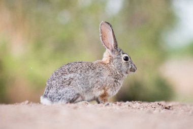 A closeup shot of a European hare in Southern Nevada, USA