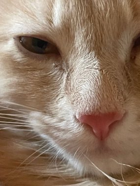 A vertical closeup shot of an adorable white cat face