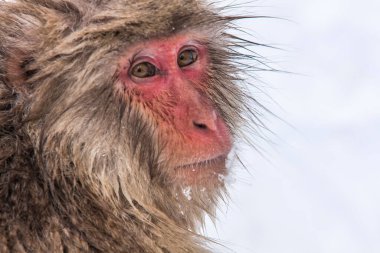 Tatlı bir maymunun portresi.