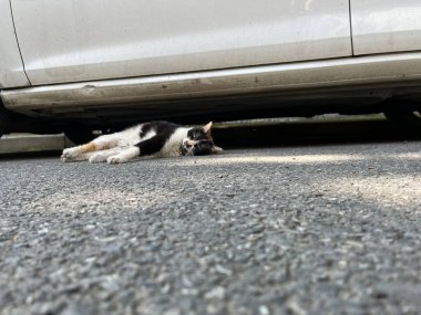 A closeup of a cat lying under a car on an asphalt road