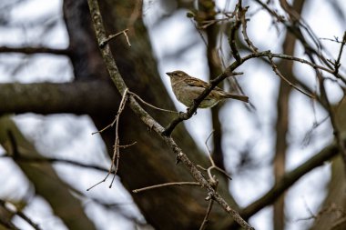 A closeup shot of a beautiful sparrow perched on a tree branch