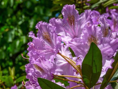 A closeup shot of purple Rhododendron flowers from Prague