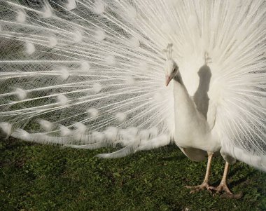 Beyaz Leucistik Kızılderili Peacock 'un çimenlere yayılan büyük beyaz tüylü yakın çekimi.