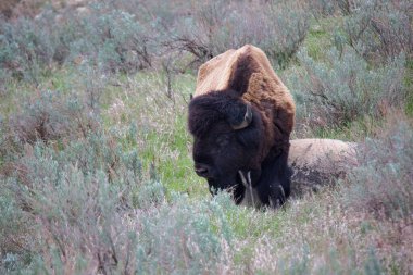 A bison at Theodore Roosevelt National Park, North Dakota