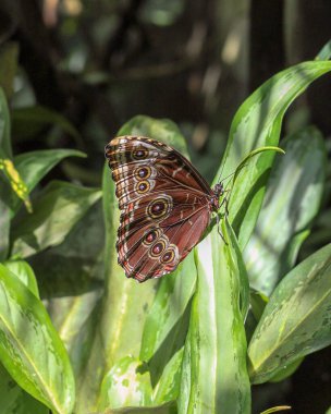 A vertical closeup shot of a brown patterned Morpho peleides (common morpho) butterfly on the leaf