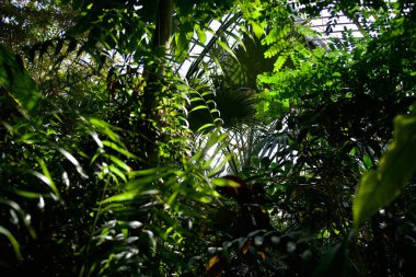 Interior of the magnificent botanical greenhouse of the park de la tte d'or