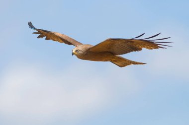Batı İspanya 'da uçuşan siyah uçurtmanın (milvus migrans) seçici odak noktası.