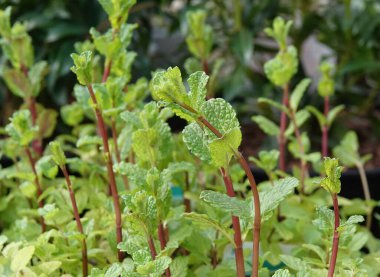 Bahçedeki Fas nanesi yapraklarının yakın plan çekimi.