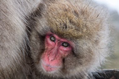 Kırmızı yüzlü pofuduk bir maymunun yakın plan fotoğrafı.