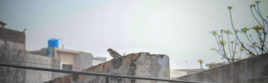 A panorama view of a rock sparrow on the roof of a building