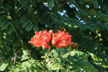 Güneşli havada yeşil yapraklı renkli Spatodea çiçeklerinin manzarası