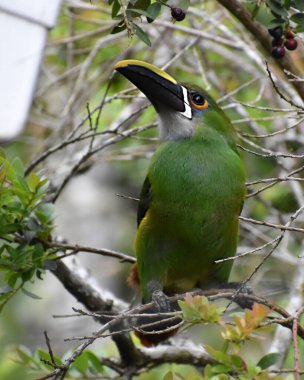 A closeup of an Aulacorhynchus prasinus in Santa Elena, Antioquia