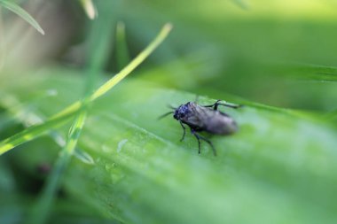 Bir meyve sineğinin yeşil çimenlikteki yakın çekimi.