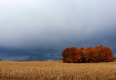 Maple trees in autumn in Door County Wisconsin