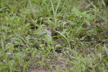 Bir kertenkelenin çimenlikteki yakın çekimi.