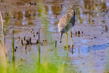 A closeup portrait of a beautiful Marsh sandpiper in a pond
