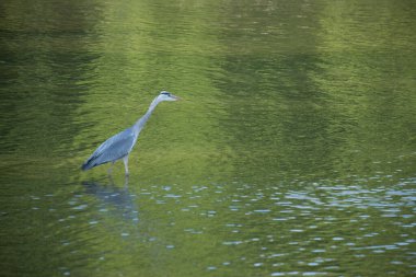 Pairi Daiza 'da bir balıkçılın yakın çekimi.