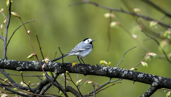 Closeup Shot White Wagtail Perched Tree Park Gorodnya River Moscow — Stock Photo, Image