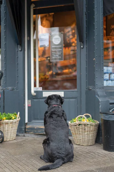 A black dog patiently waits for its owner outside of a shop in Amsterdam (the Netherlands, Europe)