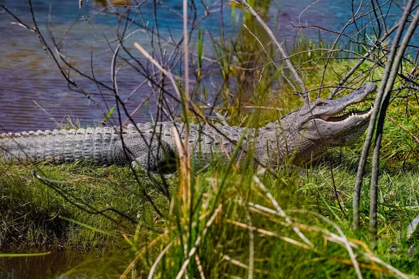 美国鳄鱼在湖边草地上的特写镜头 — 图库照片