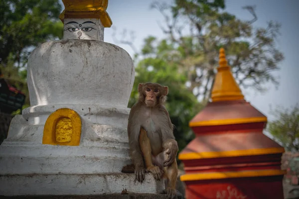 A monkey resting at the Buddhist Monkey Temple in Kathmandu, Nepal