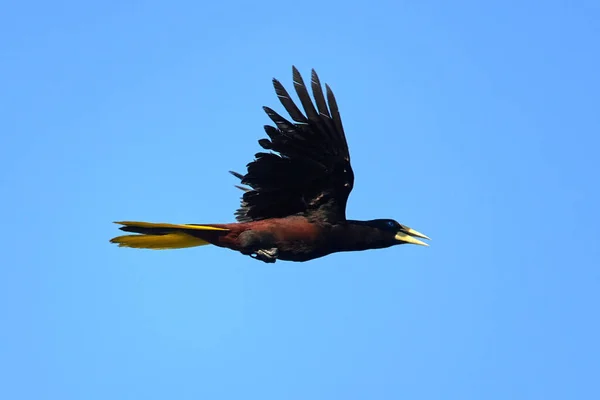 Scenic View Crested Oropendola Flying High Blue Sky —  Fotos de Stock