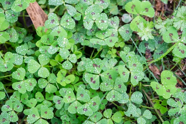 Top View Water Droplets Clover Field — Fotografia de Stock