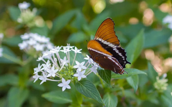 Closeup Butterfly White Flowers Garden —  Fotos de Stock