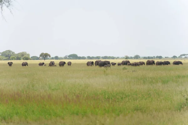 Flock Elefanter Savannen — Stockfoto