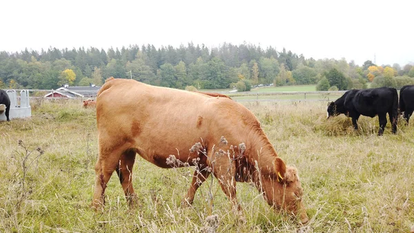 A beautiful shot of a brown cow in a field of long grass with its head down feeding