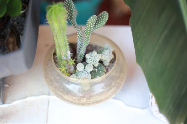 Closeup Shot Small Pot Different Cacti Windowsill — Foto de Stock