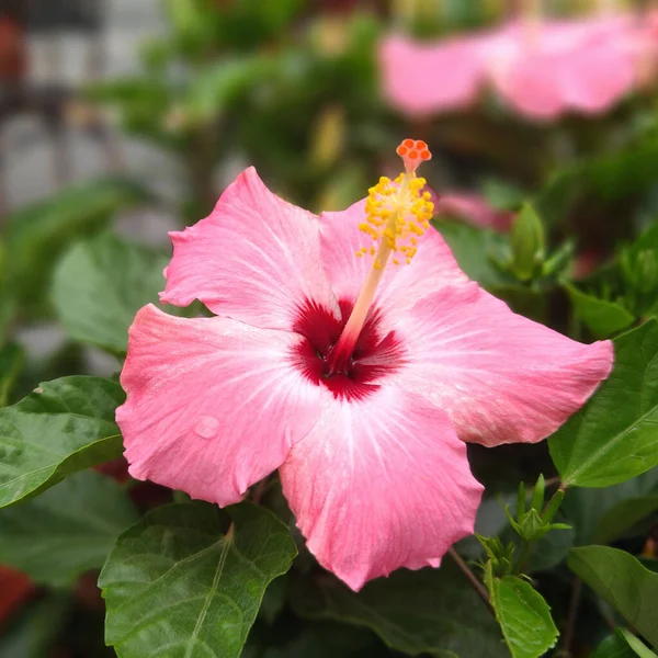 Pembe bir Hibiscus çiçeğinin seçici odağı