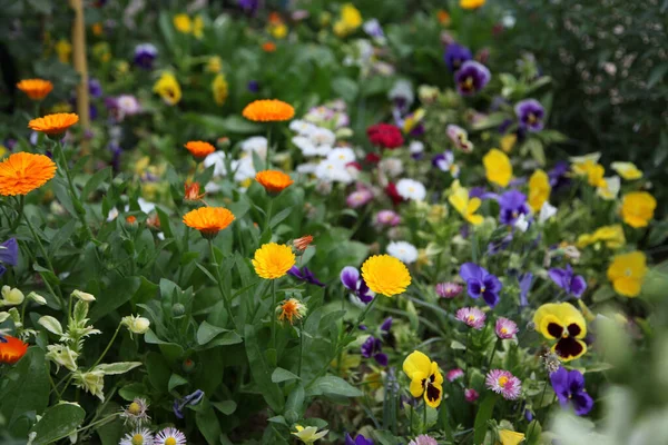 A field of blossoming colorful flowers in a garden