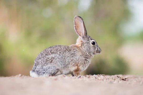 Closeup Shot European Hare Southern Nevada Usa — Stock Photo, Image