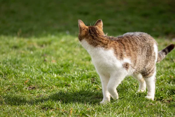 Closeup Back View Cute Cat Green Grass — Photo