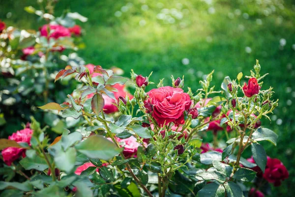 Beautiful Shot Pink Garden Roses Forest Day — Stock Photo, Image