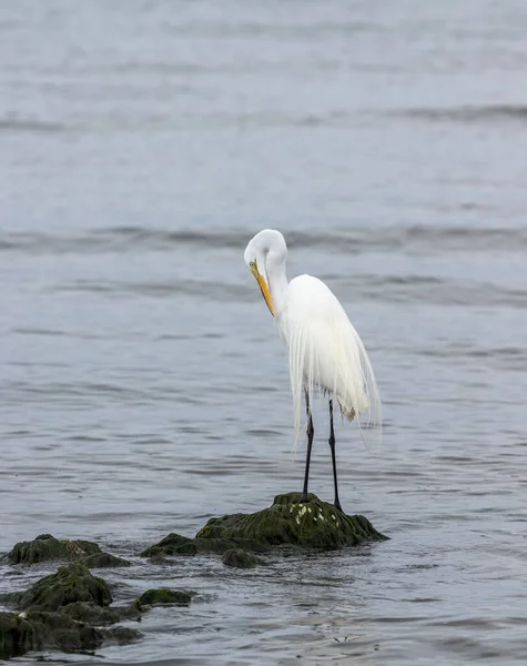 Great egret standing on stones beside the ocean cleaning its plumes.