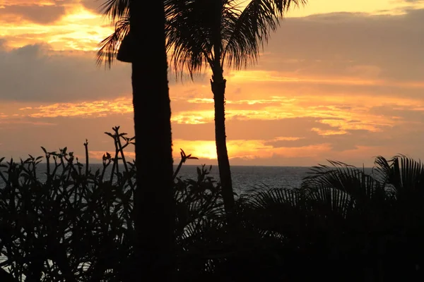 Sahilde büyüyen bitkilerle manzaralı bir gün batımı.