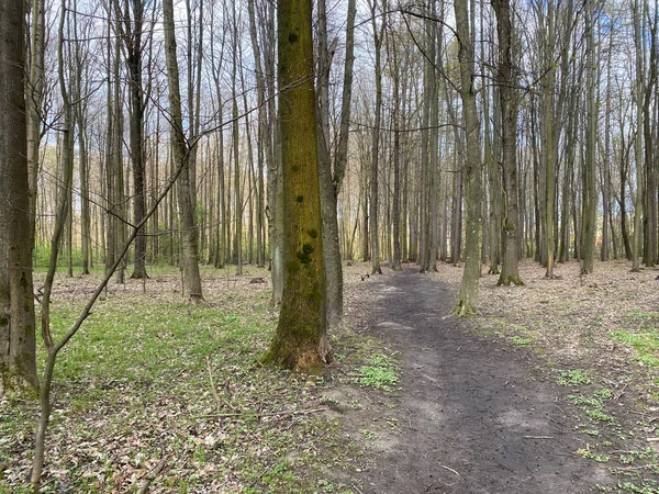 View Footpath Surrounded Trees Blue Bright Sky — Stock Photo, Image