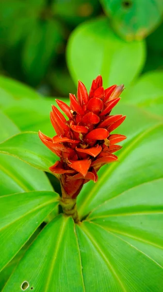Closeup Shot Red Ginger Flower Blooming Garden — Stock Photo, Image