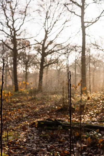 Spiders Web Amongst Branches Misty Autumn Morning Blean Woods Canterbury — Stock Photo, Image