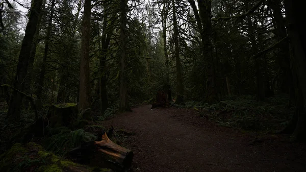 苔に覆われた背の高い木の暗い神秘的な森 — ストック写真