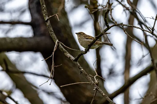 Closeup Shot Beautiful Sparrow Perched Tree Branch — Foto de Stock
