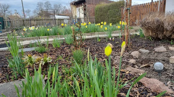 Yellow Daffodils Public Landscaped Park — Zdjęcie stockowe