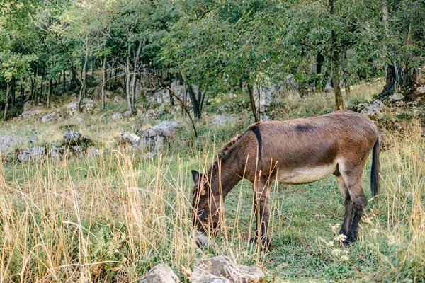 Beautiful Shot Donkey Valley Montenegro — Stockfoto