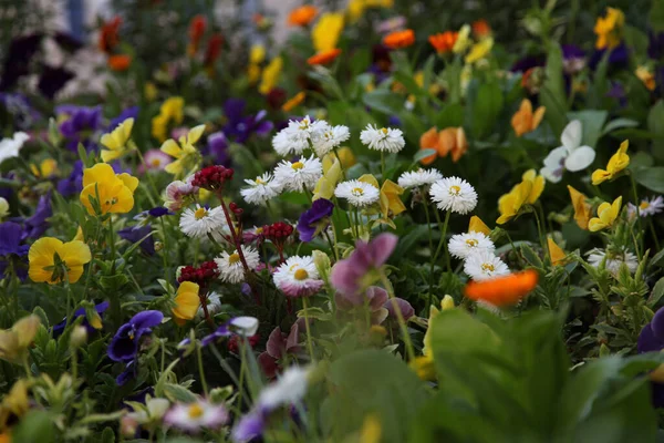 Field Blossoming Colorful Flowers Garden — Foto Stock