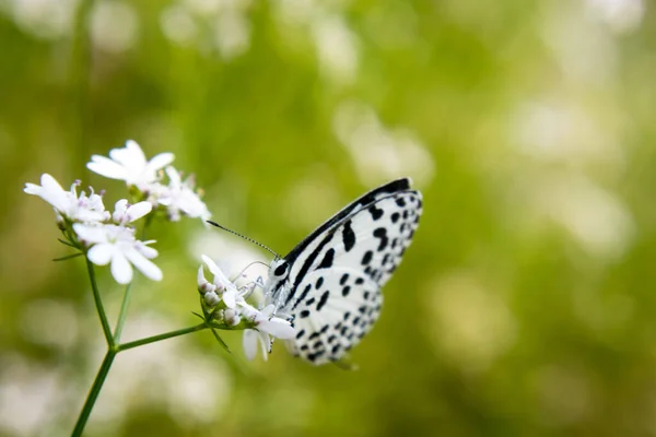 White Butterfly Flower Coriander Scientific Name Coriander Coriandrum Sativum Scientific —  Fotos de Stock