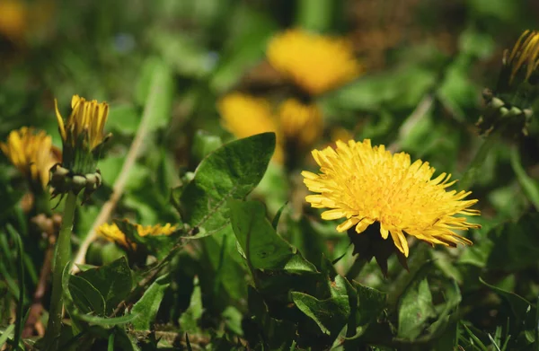 Close Shot Beautiful Yellow Dandelions Garden — Stockfoto